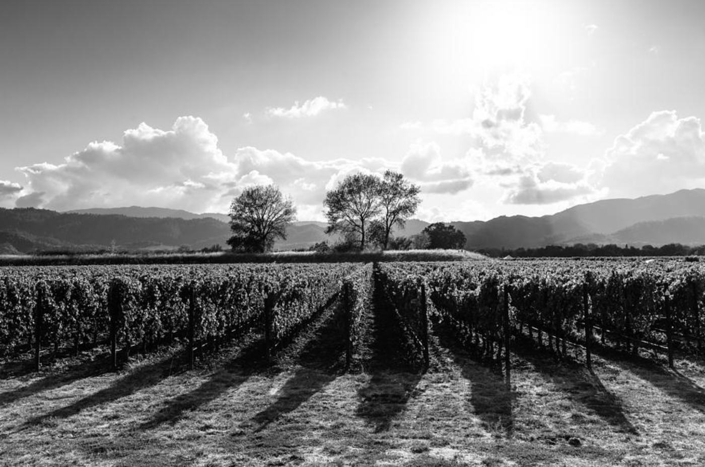 Vineyard rows at dusk, Valle de Guadalupe